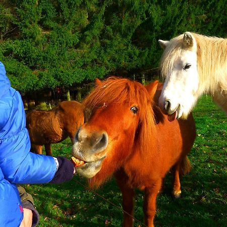 Un Gite Dans La Vallee Obersteinbach Kültér fotó